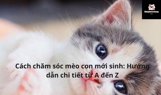 Cách chăm sóc mèo con mới sinh: Hướng dẫn chi tiết từ A đến Z