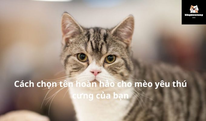 Cách chọn tên hoàn hảo cho mèo yêu thú cưng của bạn