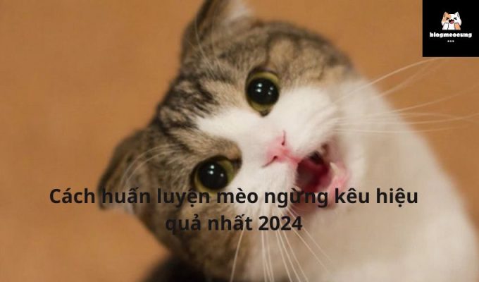 Cách huấn luyện mèo ngừng kêu hiệu quả nhất 2024