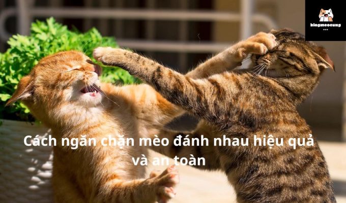 Cách ngăn chặn mèo đánh nhau hiệu quả và an toàn