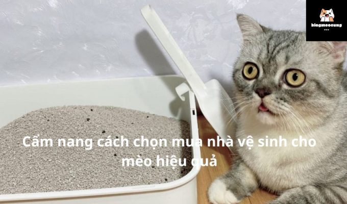 Cẩm nang cách chọn mua nhà vệ sinh cho mèo hiệu quả