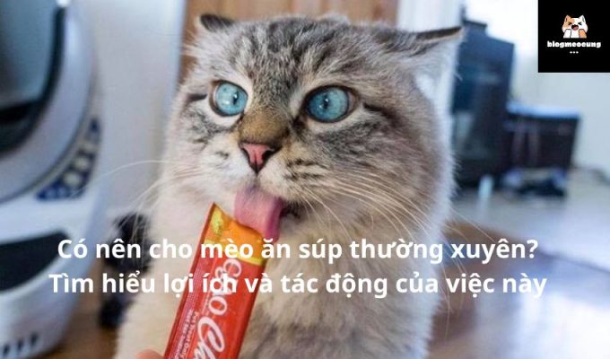 Có nên cho mèo ăn súp thường xuyên? Tìm hiểu lợi ích và tác động của việc này