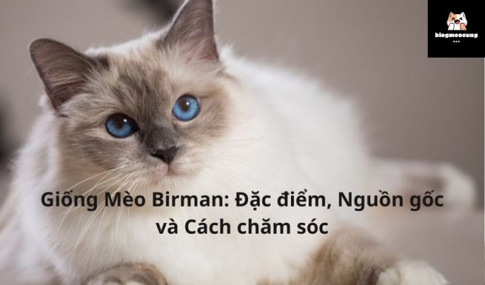 Giống Mèo Birman: Đặc điểm, Nguồn gốc và Cách chăm sóc