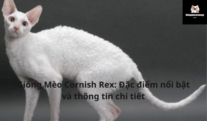 Giống Mèo Cornish Rex: Đặc điểm nổi bật và thông tin chi tiết