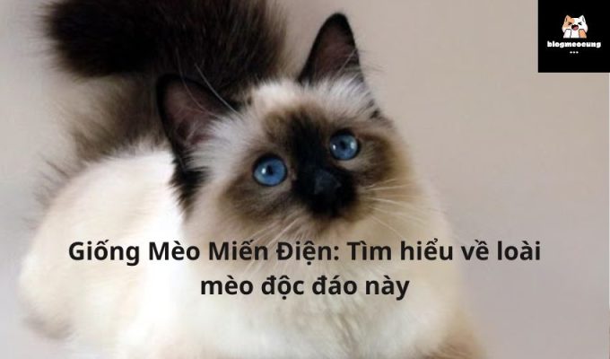 Giống Mèo Miến Điện: Tìm hiểu về loài mèo độc đáo này