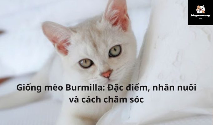 Giống mèo Burmilla: Đặc điểm, nhân nuôi và cách chăm sóc