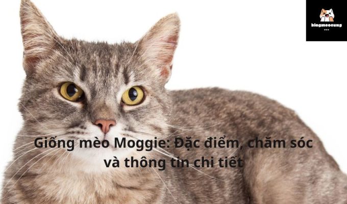 Giống mèo Moggie: Đặc điểm, chăm sóc và thông tin chi tiết