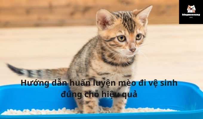 Hướng dẫn huấn luyện mèo đi vệ sinh đúng chỗ hiệu quả