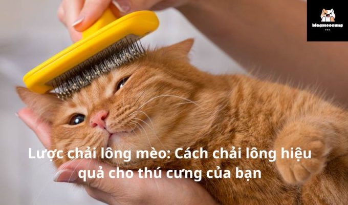 Lược chải lông mèo: Cách chải lông hiệu quả cho thú cưng của bạn