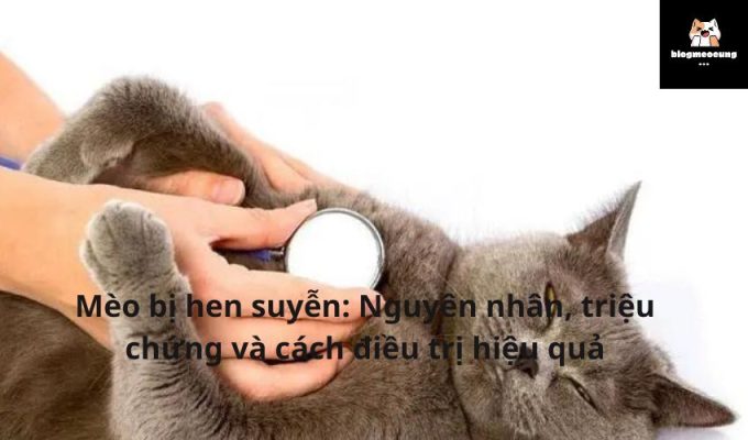 Mèo bị hen suyễn: Nguyên nhân, triệu chứng và cách điều trị hiệu quả