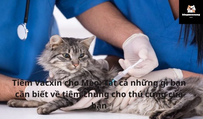 Tiêm Vacxin cho Mèo: Tất cả những gì bạn cần biết về tiêm chủng cho thú cưng của bạn