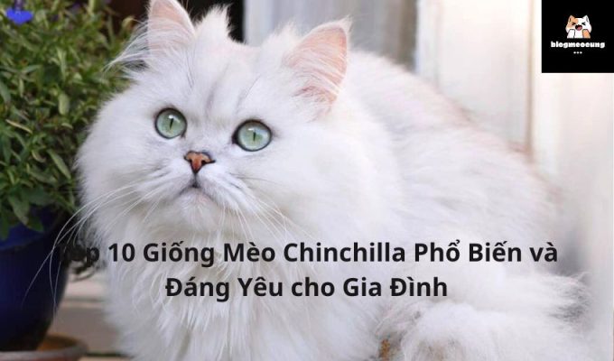 Top 10 Giống Mèo Chinchilla Phổ Biến và Đáng Yêu cho Gia Đình