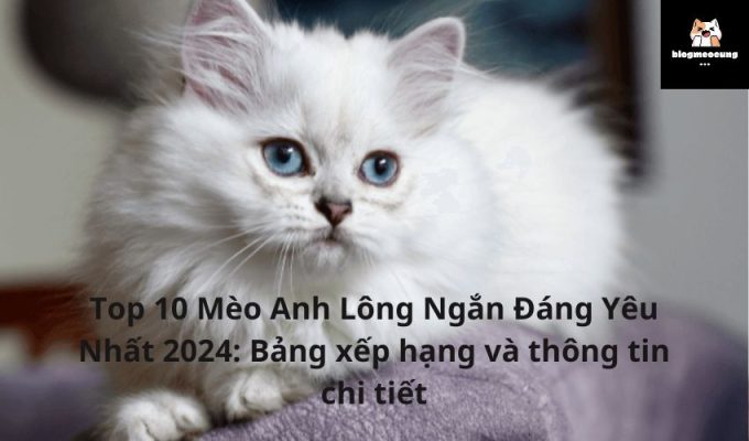 Top 10 Mèo Anh Lông Ngắn Đáng Yêu Nhất 2024: Bảng xếp hạng và thông tin chi tiết