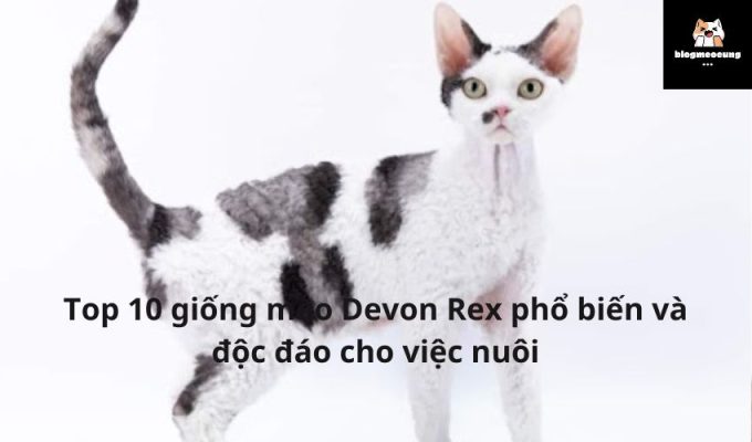 Top 10 giống mèo Devon Rex phổ biến và độc đáo cho việc nuôi