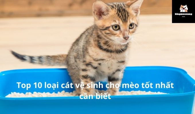 Top 10 loại cát vệ sinh cho mèo tốt nhất cần biết