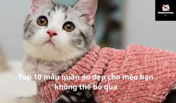 Top 10 mẫu quần áo đẹp cho mèo bạn không thể bỏ qua